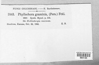 Phyllachora graminis image